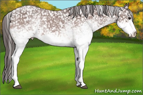 Horse Color: White Spotted Brown Snowflake Varnish