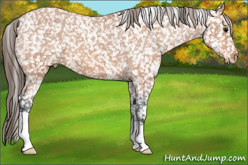 Horse Color: Bay Snowflake Varnish