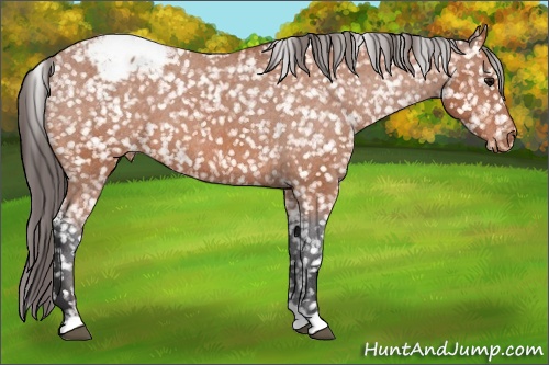 Horse Color: Bay Snowcap 