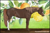 Horse Color:Liver Chestnut 