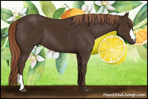 Horse Color: Liver Chestnut 