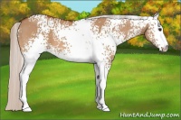 Horse Color:White Spotted Silver Bay Dun