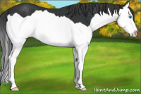 Horse Color:Black Splash 