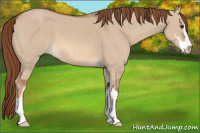 Horse Color:Red Dun Sabino 