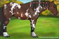 Horse Color:White Spotted Bay 