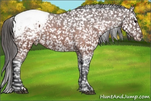 Horse Color: Brown Snowcap 