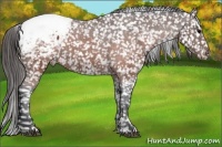 Horse Color:Brown Appaloosa 