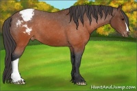 Horse Color:Brown Appaloosa 