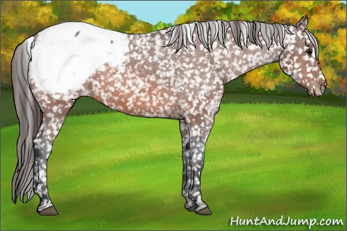 Horse Color: Bay Snowcap 