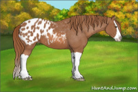 Horse Color:Chestnut Splash Appaloosa 