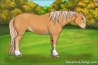 Horse Color:Palomino 