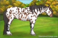 Horse Color:Bay Appaloosa 