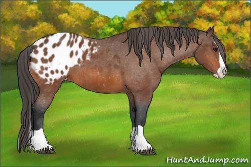 Horse Color: Bay Splash Blanket 