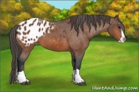 Horse Color:Bay Splash Appaloosa 