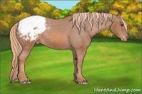 Horse Color:Chestnut Appaloosa