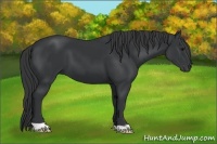 Horse Color:Black 