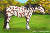 Horse Color:Bay Leopard 