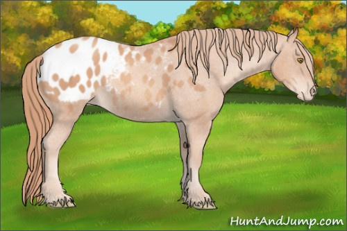 Horse Color: Gold Champagne Blanket 