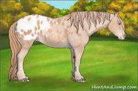 Horse Color:Gold Champagne Appaloosa