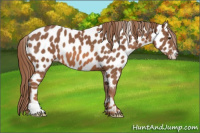 Horse Color:Chestnut Appaloosa 