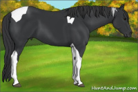 Horse Color:Black Tobiano 
