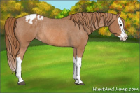 Horse Color:Chestnut Splash Blanket Rabicano 