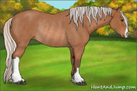 Horse Color:Silver Bay Roan Rabicano 