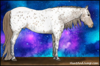 Horse Color:Buckskin Ice Near Leopard