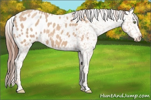 Horse Color:Amber Champagne Appaloosa 