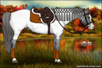 Horse Color:Brown Splash Appaloosa 