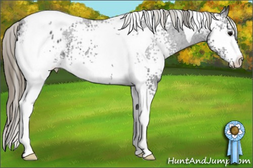 Horse Color:White Spotted Smoky Black Tobiano Appaloosa 