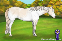 Horse Color:White Spotted Perlino Sabino 