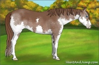 Horse Color:Liver Chestnut Splash 