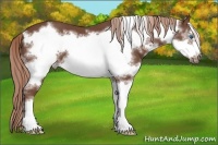 Horse Color:Liver Chestnut Splash Frame 
