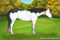 Horse Color:Black Sabino Splash 