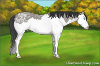 Horse Color:Black Ice Sabino Splash 