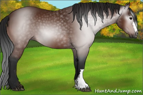 Horse Color:Gray Bay 