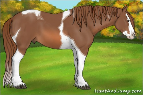 Horse Color:Chestnut Splash Tobiano