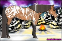 Horse Color:Bay Splash Tobiano Blanket Brindle