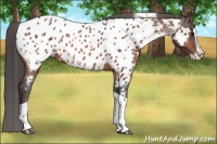 Horse Color:Brown Splash Tobiano Near Leopard Brindle