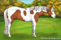 Horse Color:Silver Bay Splash Tobiano 