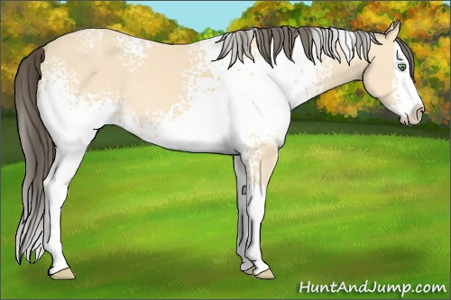 Horse Color:White Spotted Amber Cream Champagne Splash