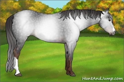 Horse Color:Gray Liver Chestnut