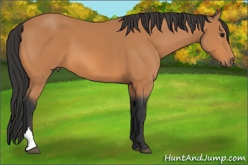 Horse Color:Unknown 