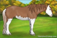 Horse Color:Chestnut Splash 