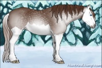 Horse Color:Gray Chestnut Splash 