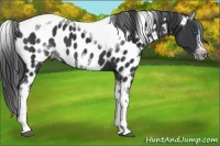 Horse Color:White Spotted Black Splash Tobiano Frame Near Leopard 