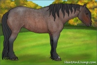 Horse Color:Bay Roan 