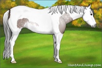 Horse Color:Gray Bay Splash Tobiano 