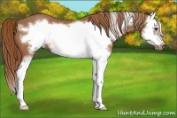 Horse Color:Chestnut Splash Frame 